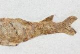Lower Turonian Fossil Fish - Goulmima, Morocco #72858-2